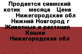 Продается сиамский котик, 3 месяца › Цена ­ 800 - Нижегородская обл., Нижний Новгород г. Животные и растения » Кошки   . Нижегородская обл.